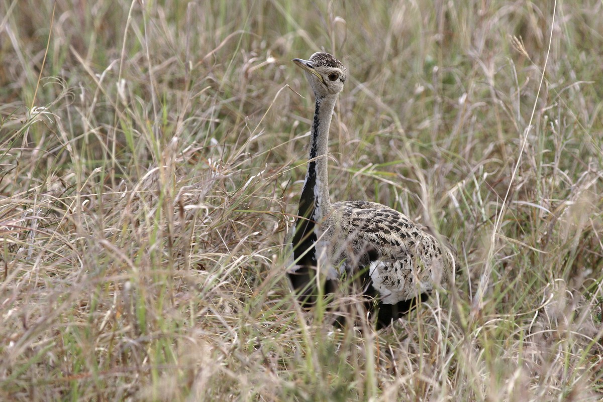 Black-bellied Bustard - ML644808900