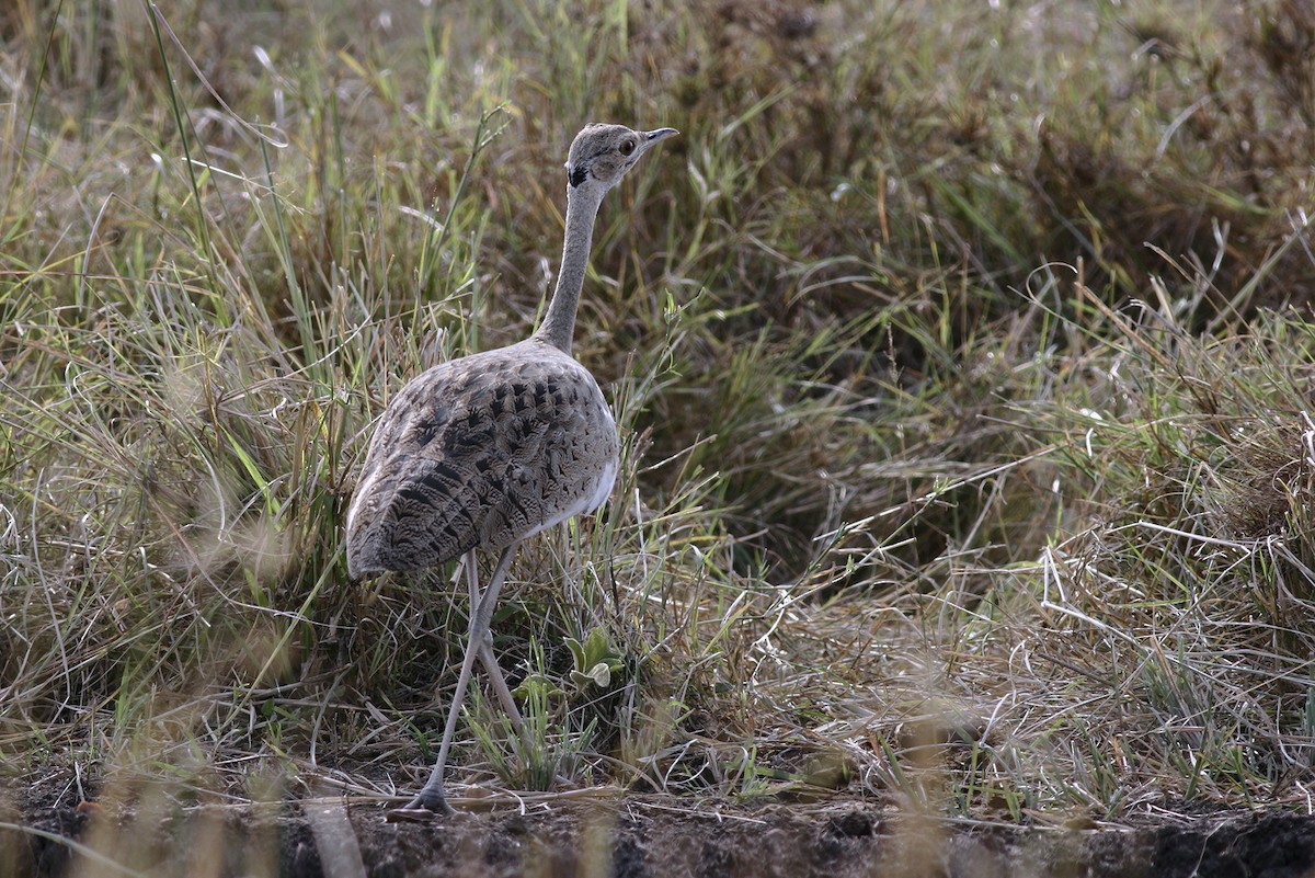 Black-bellied Bustard - ML644808901