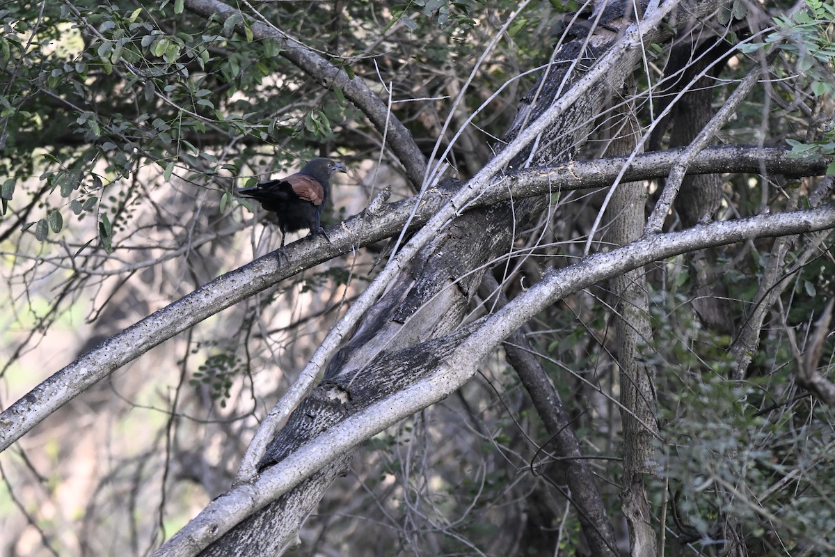 Greater Coucal - ML644808904