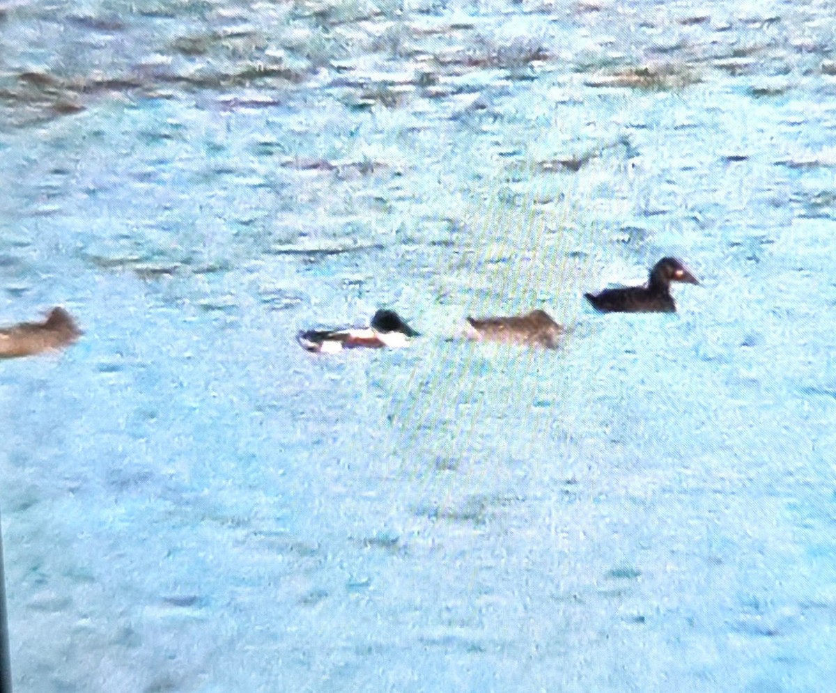 Surf Scoter - ML644808905