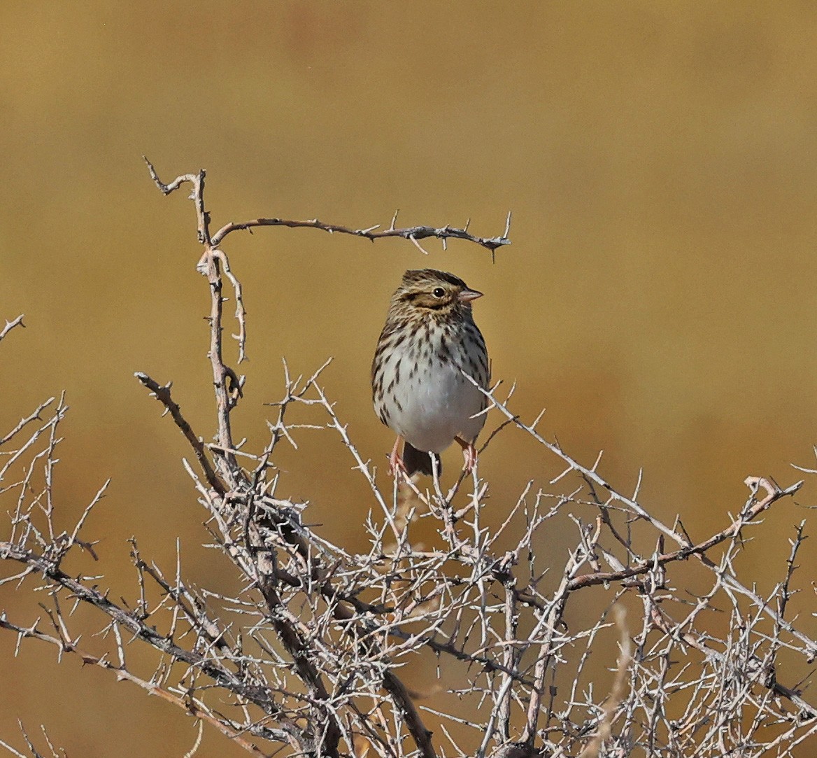 Savannah Sparrow - ML644808908