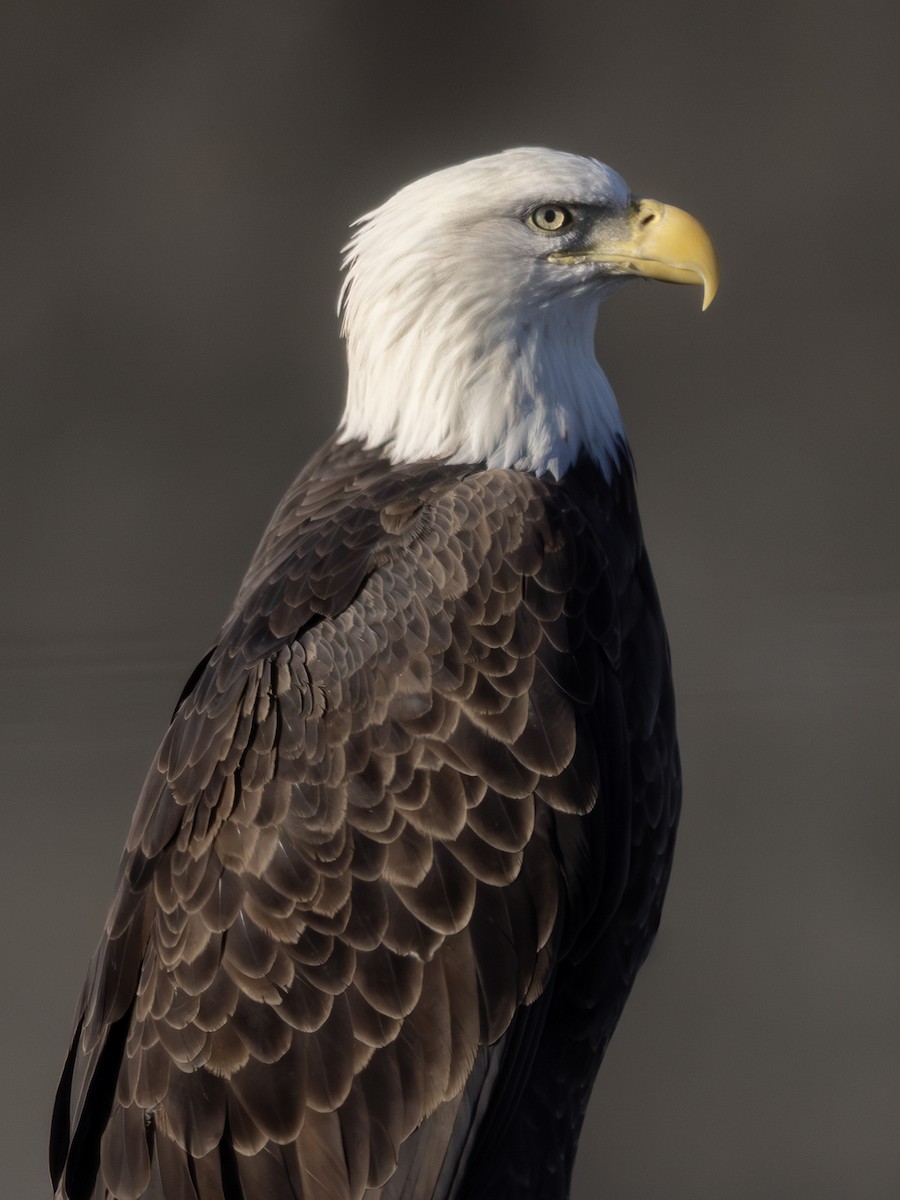Bald Eagle - ML644808910