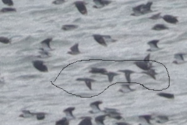 Green-winged Teal - ML644808911