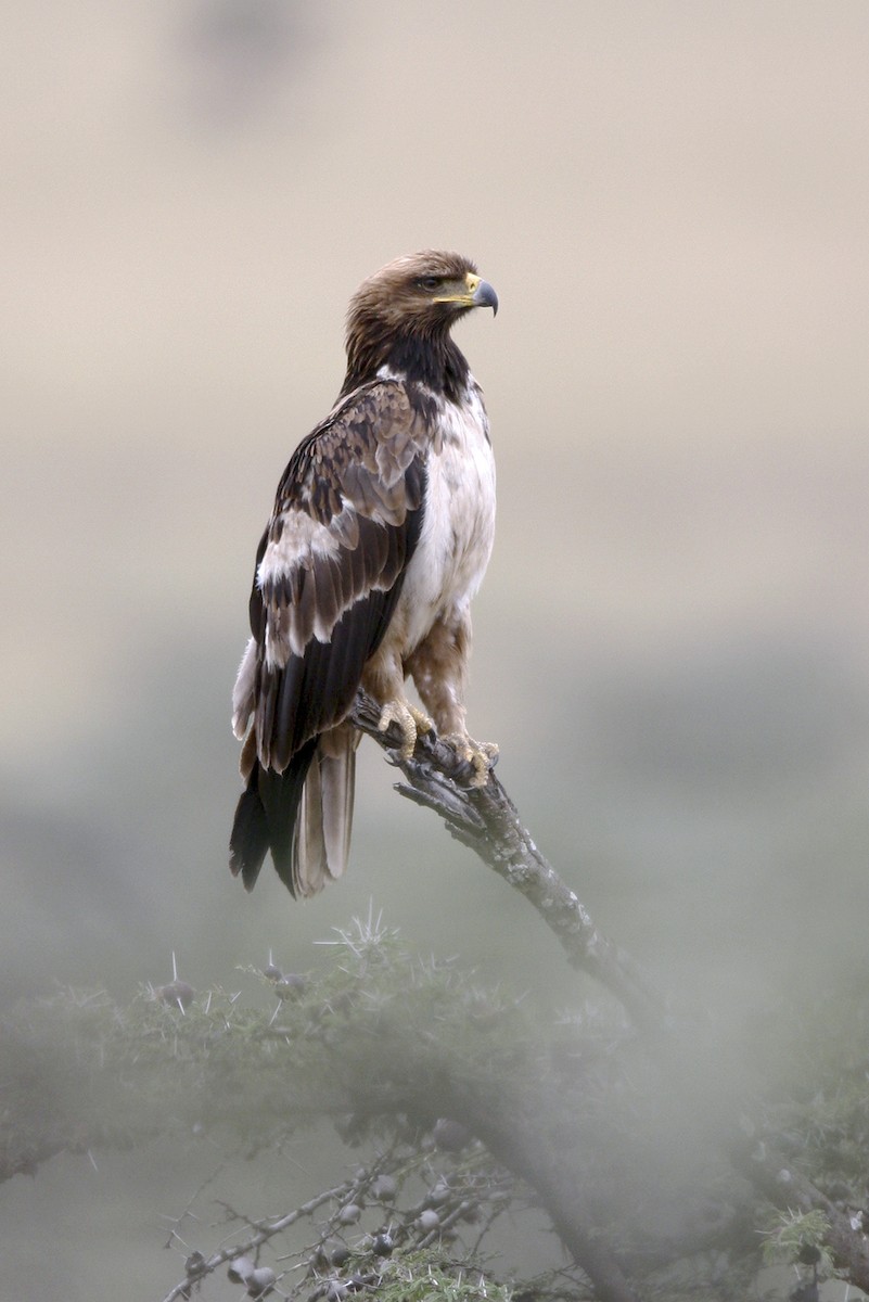Tawny Eagle - ML644808912