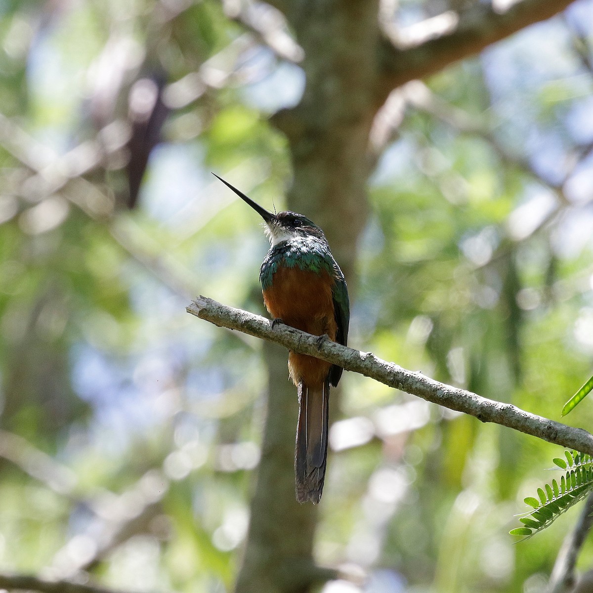 Rufous-tailed Jacamar - ML644808914