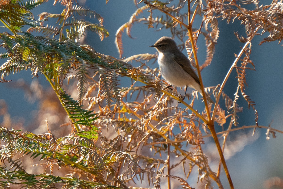 Common Chiffchaff (Siberian) - ML644808915