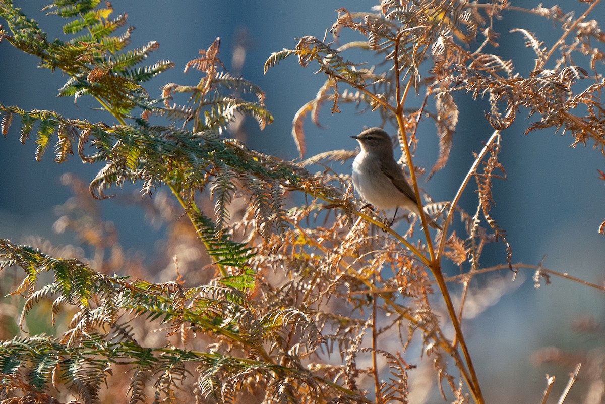 Common Chiffchaff (Siberian) - ML644808916