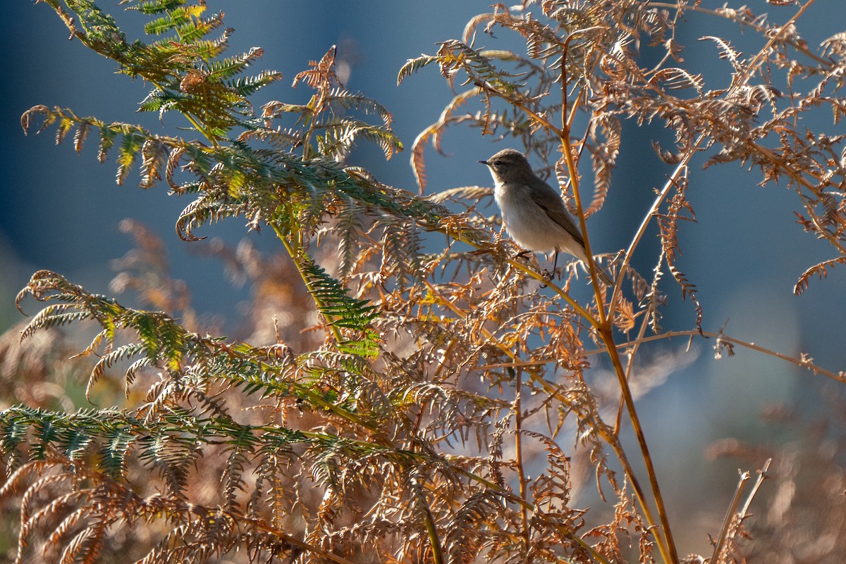Common Chiffchaff (Siberian) - ML644808917