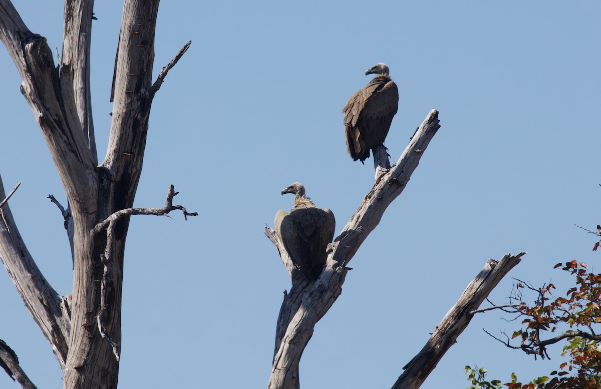 White-backed Vulture - ML644808919