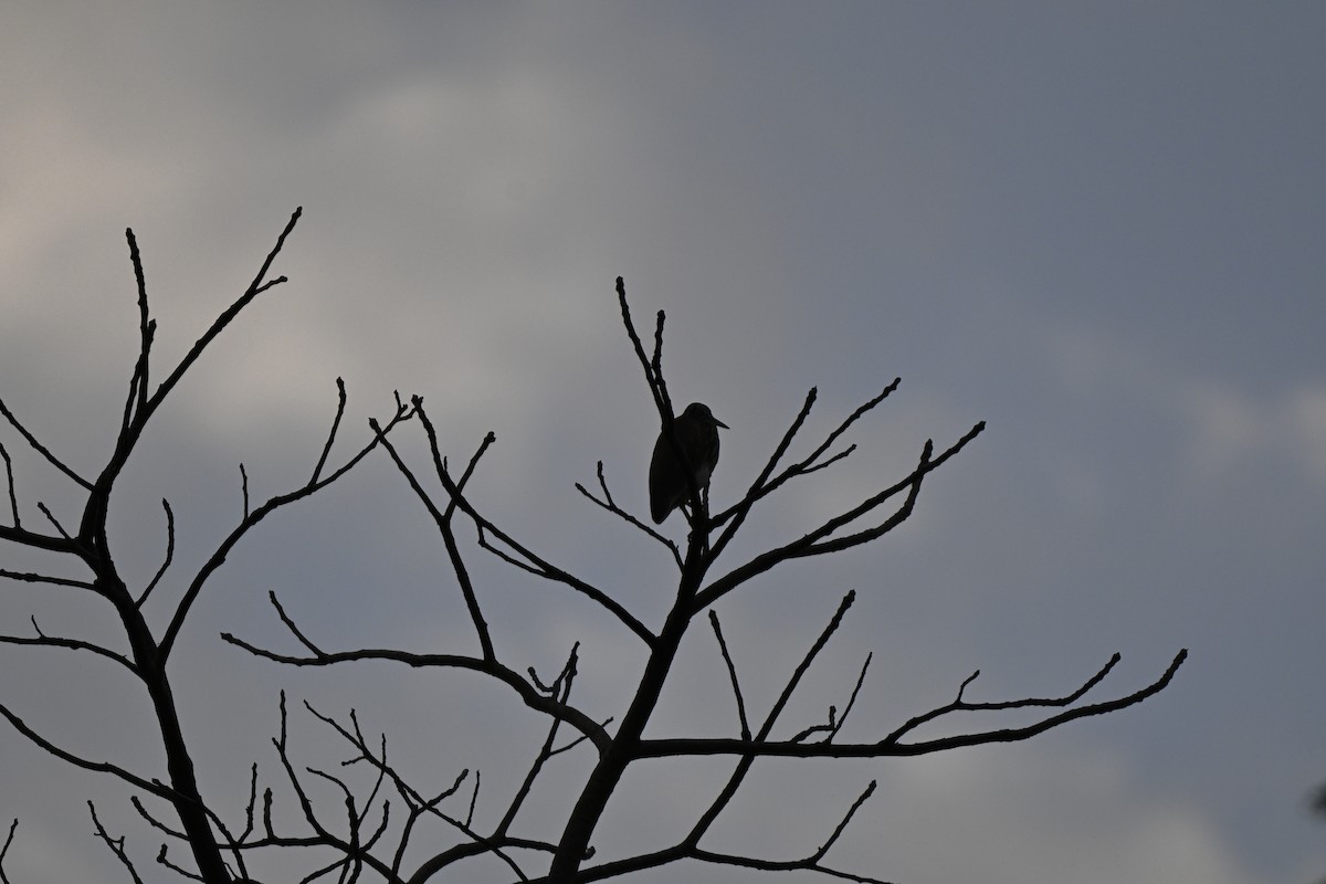 Indian Pond-Heron - ML644808920