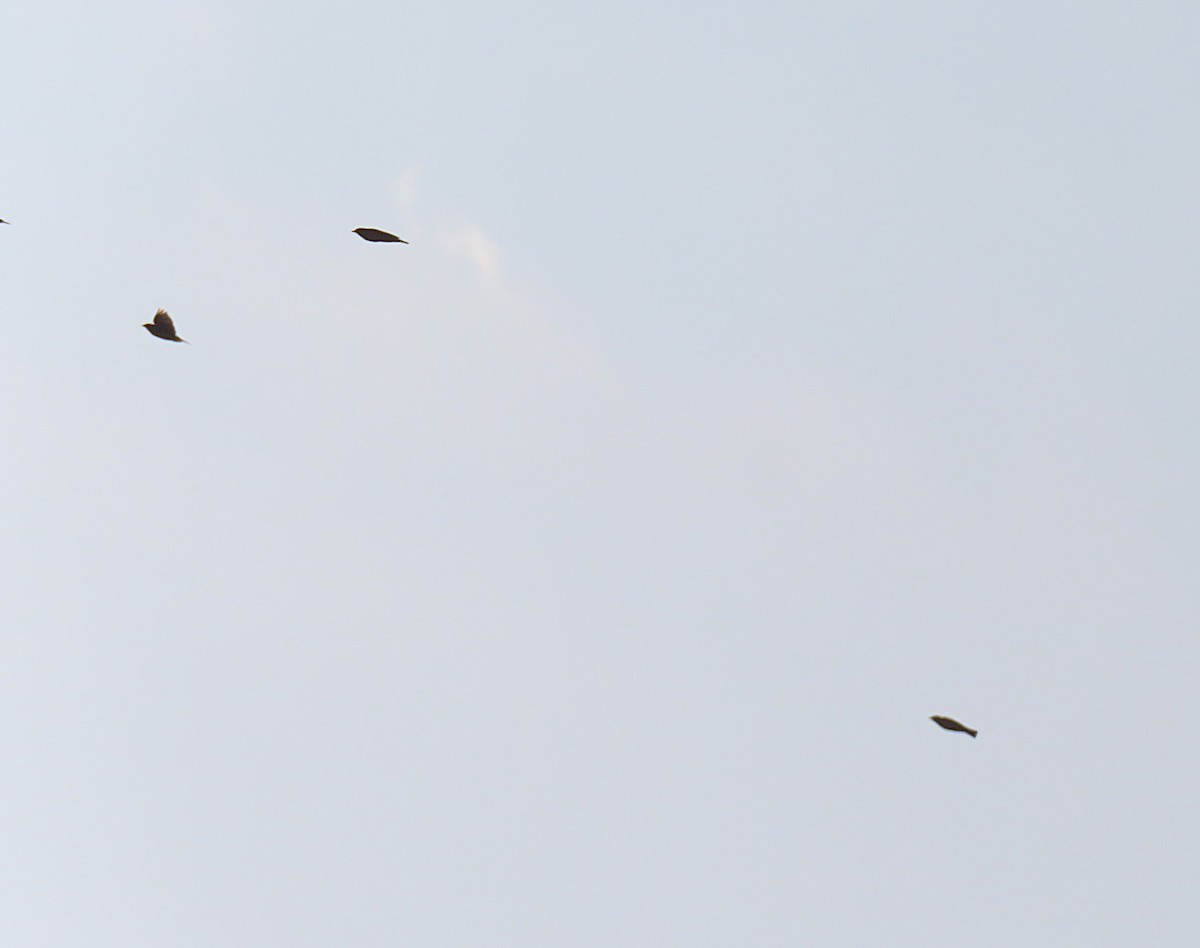 Indian Bushlark - ML644808921