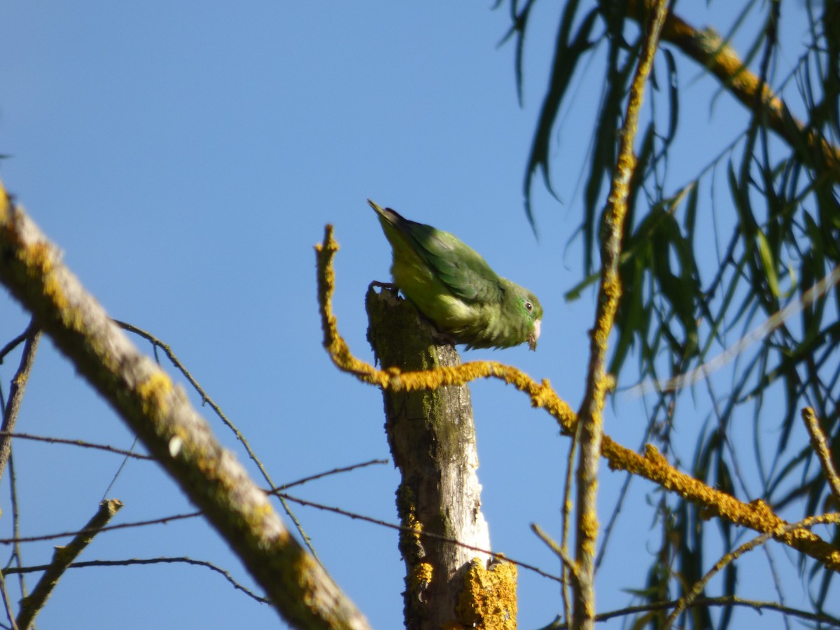 Spectacled Parrotlet - ML644808922