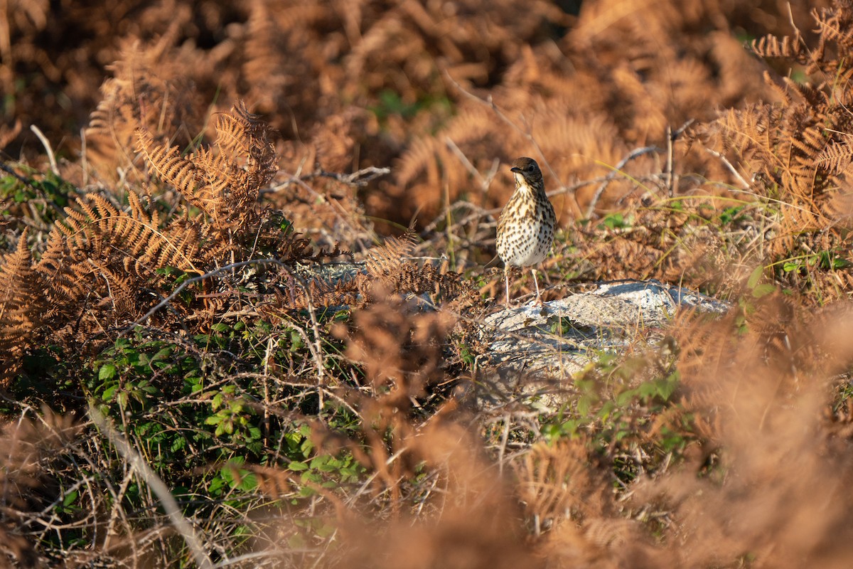 Song Thrush - ML644808923