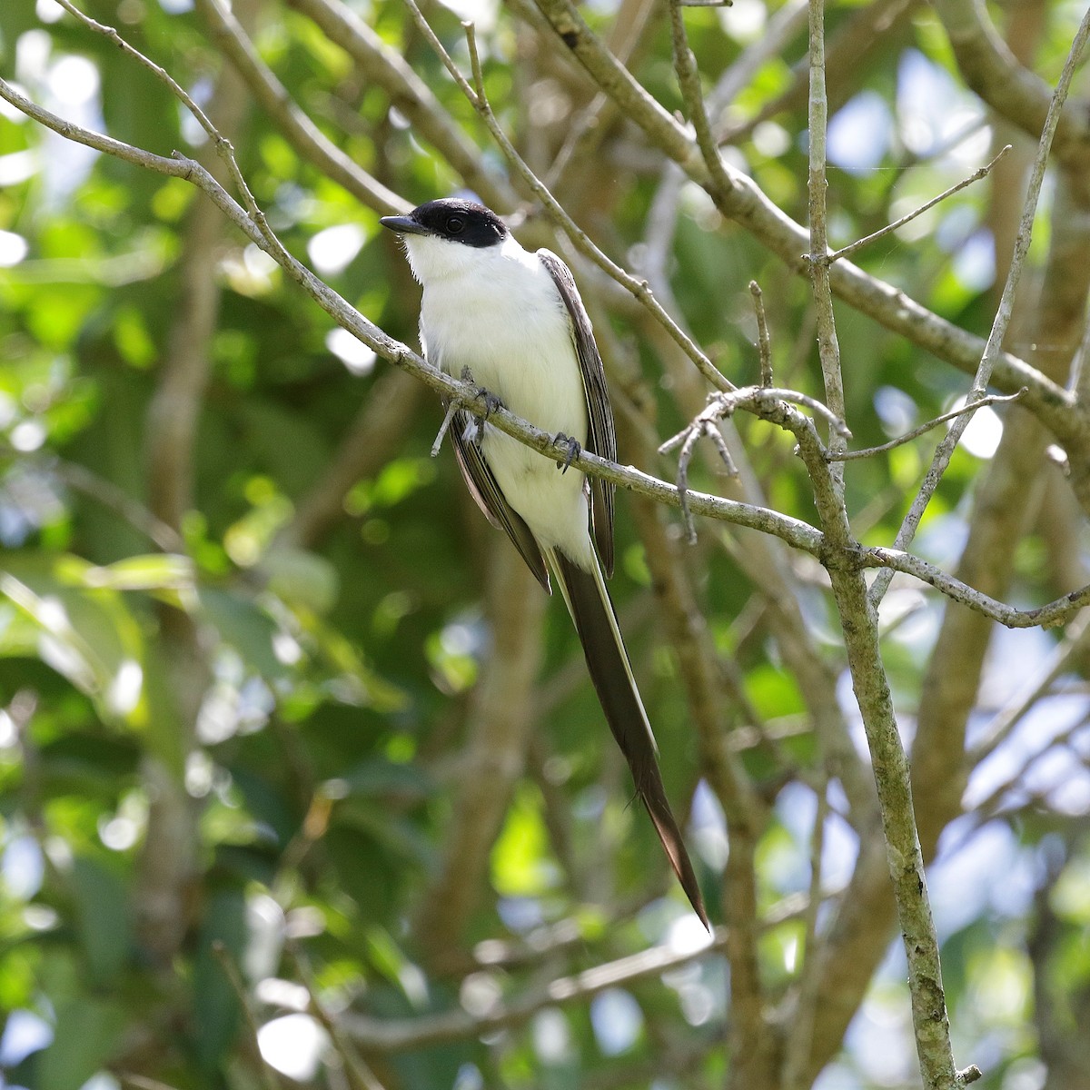 Fork-tailed Flycatcher - ML644808928