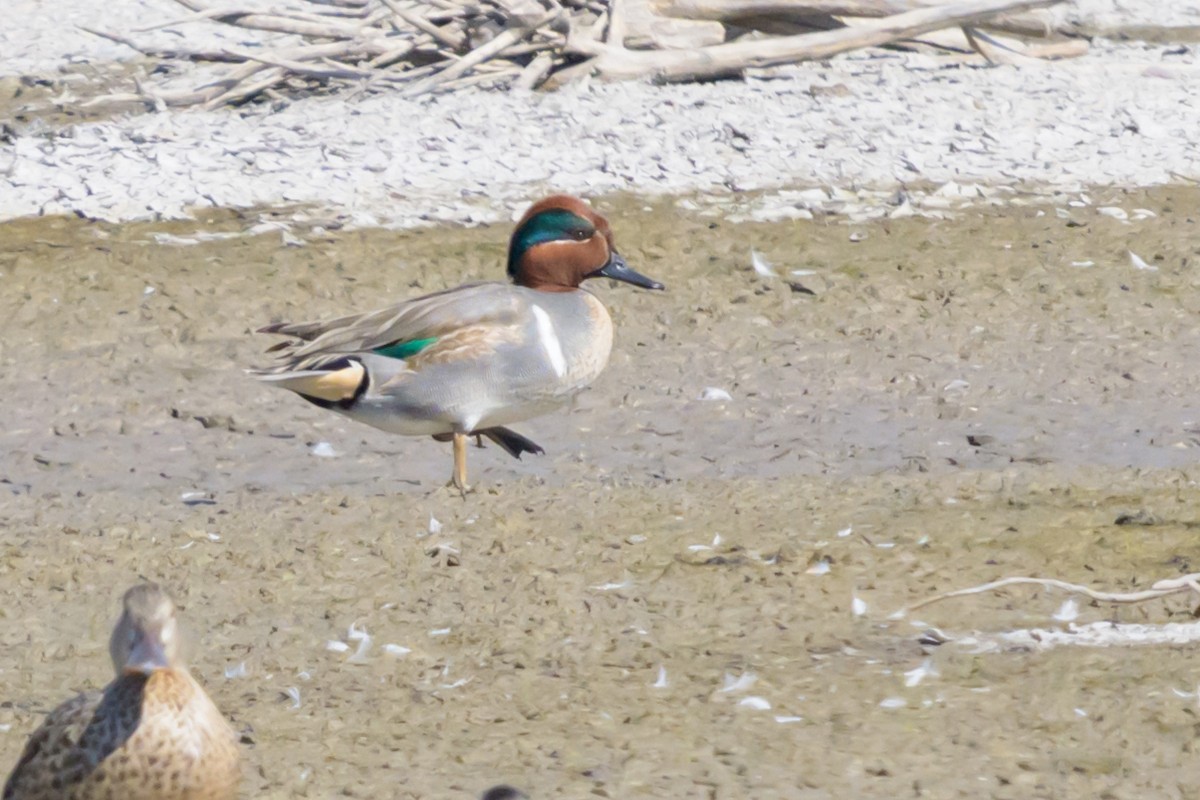 Green-winged Teal - ML644808929