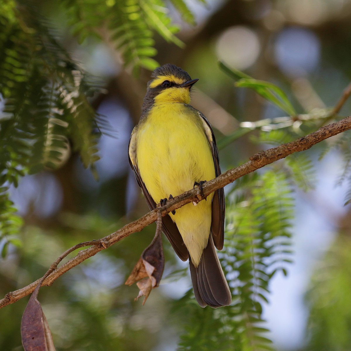 Yellow-browed Tyrant - ML644808931