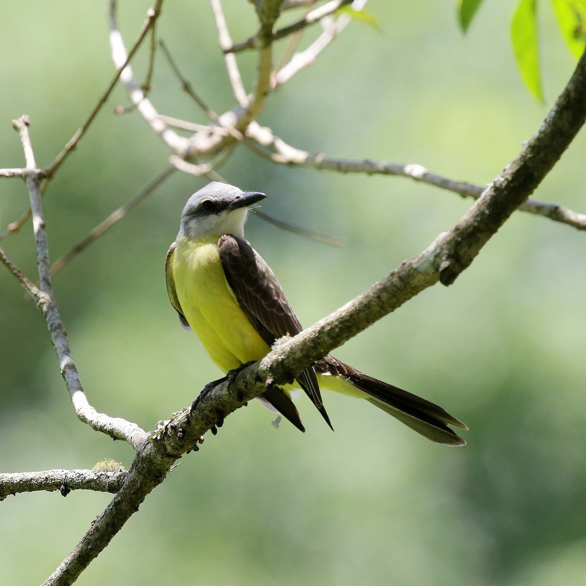 White-throated Kingbird - ML644808933