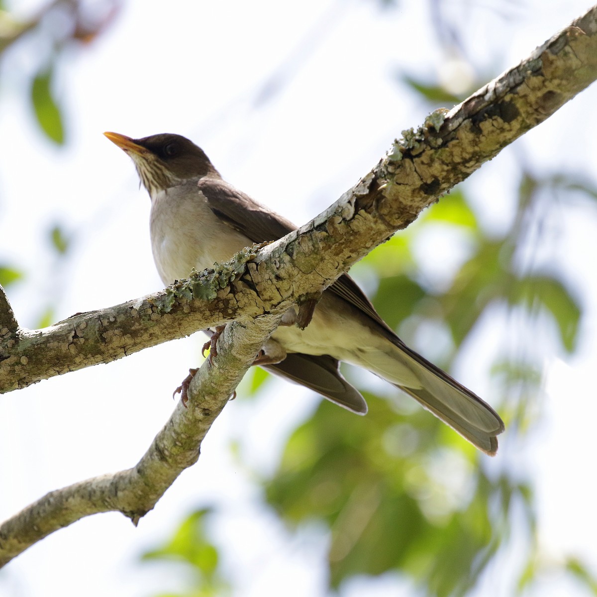 Creamy-bellied Thrush - ML644808941