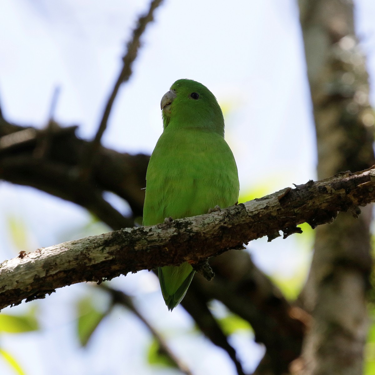 Cobalt-rumped Parrotlet - ML644808947