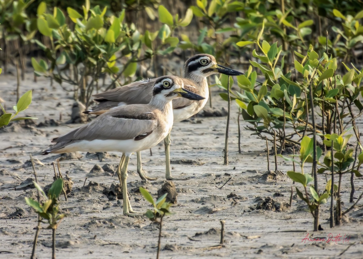 Grand Oedicnème - ML644808955