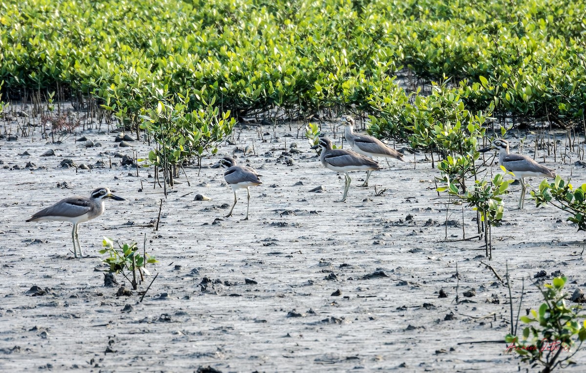 Grand Oedicnème - ML644808965