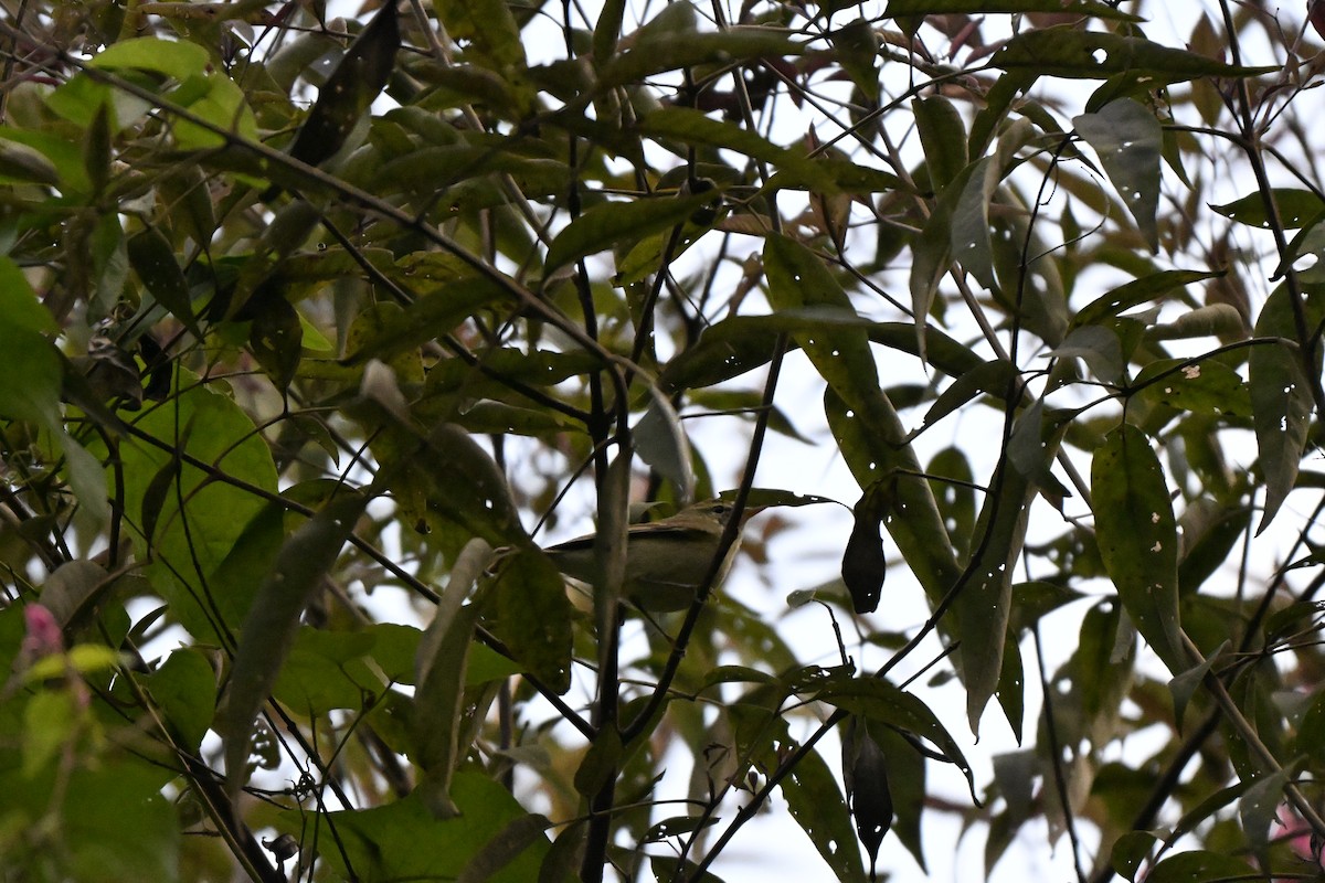 østsanger - ML644808978