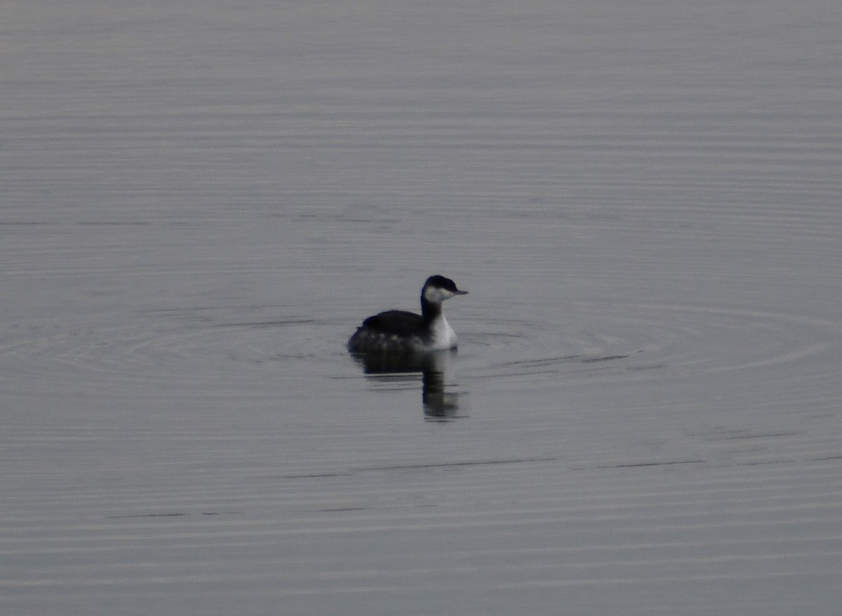 Horned Grebe - ML644808981