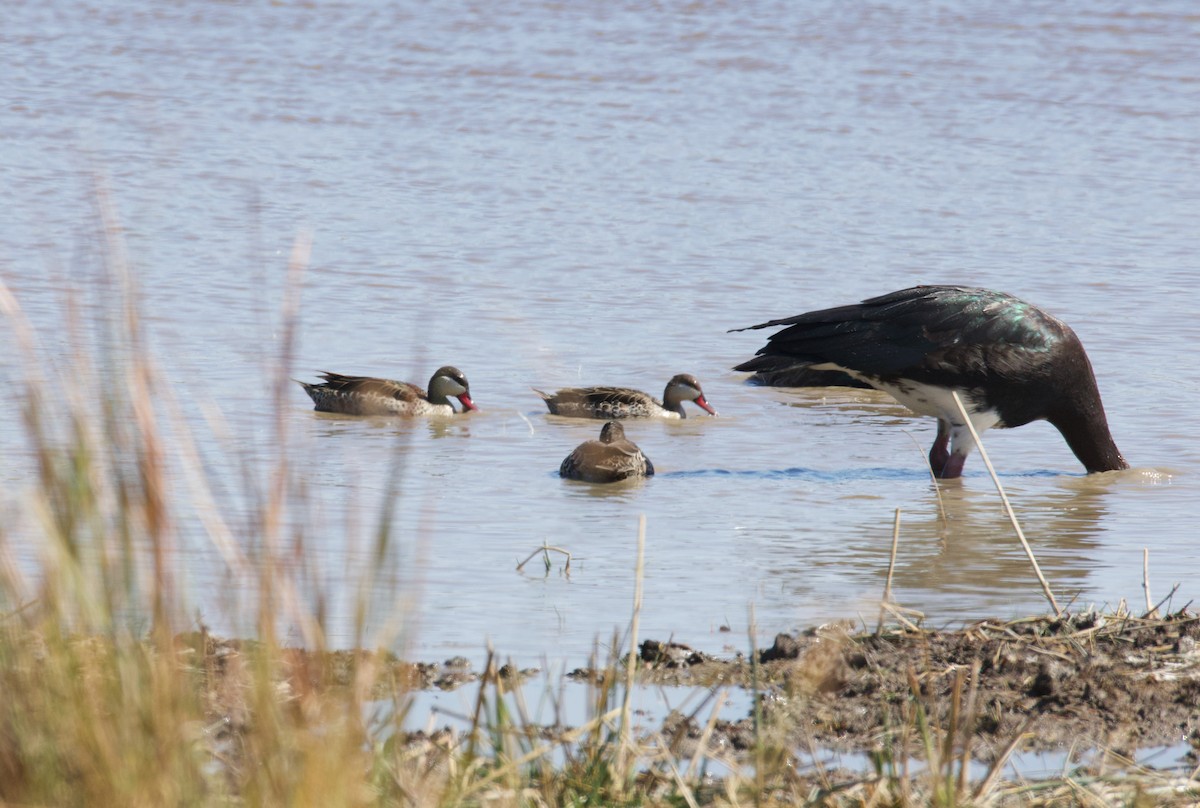Ánade Piquirrojo - ML644808984