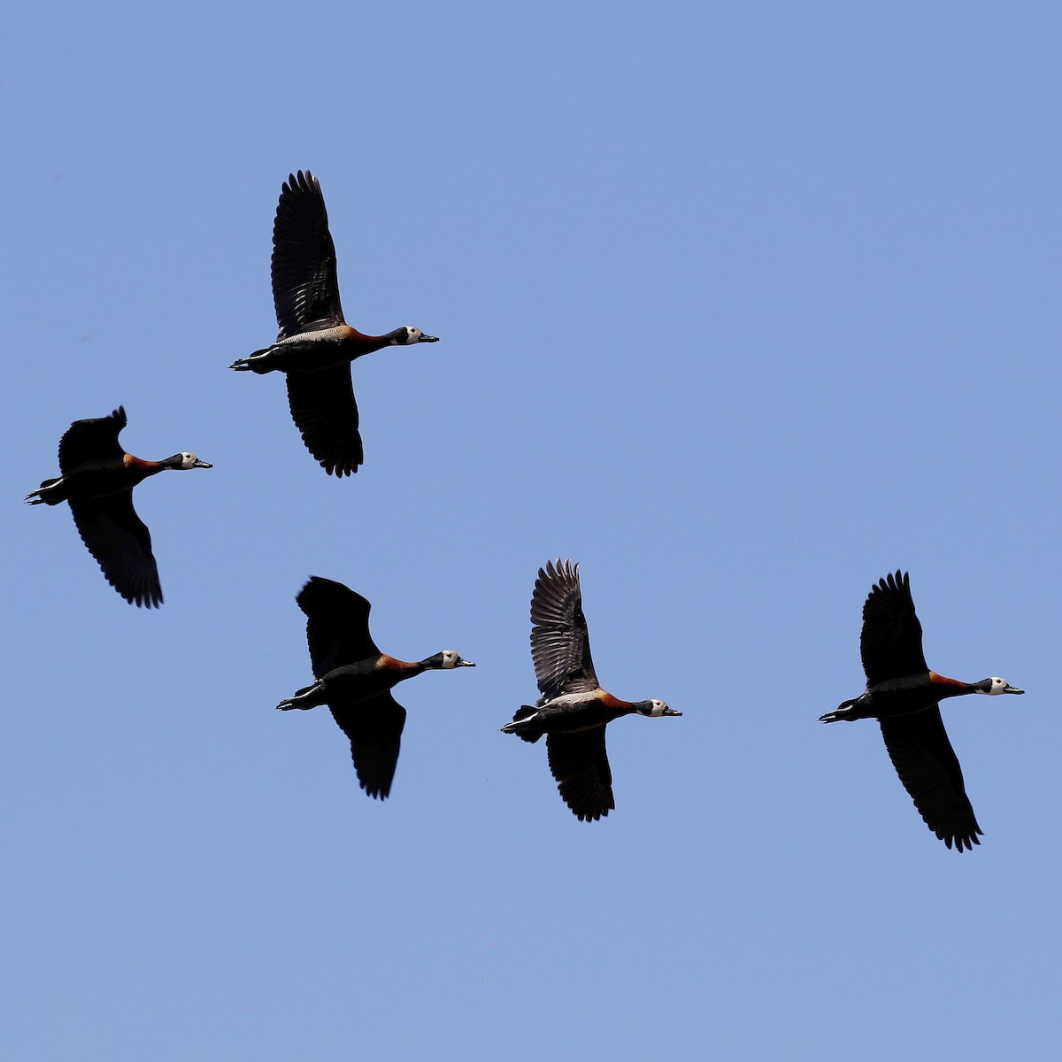 White-faced Whistling-Duck - ML644808986