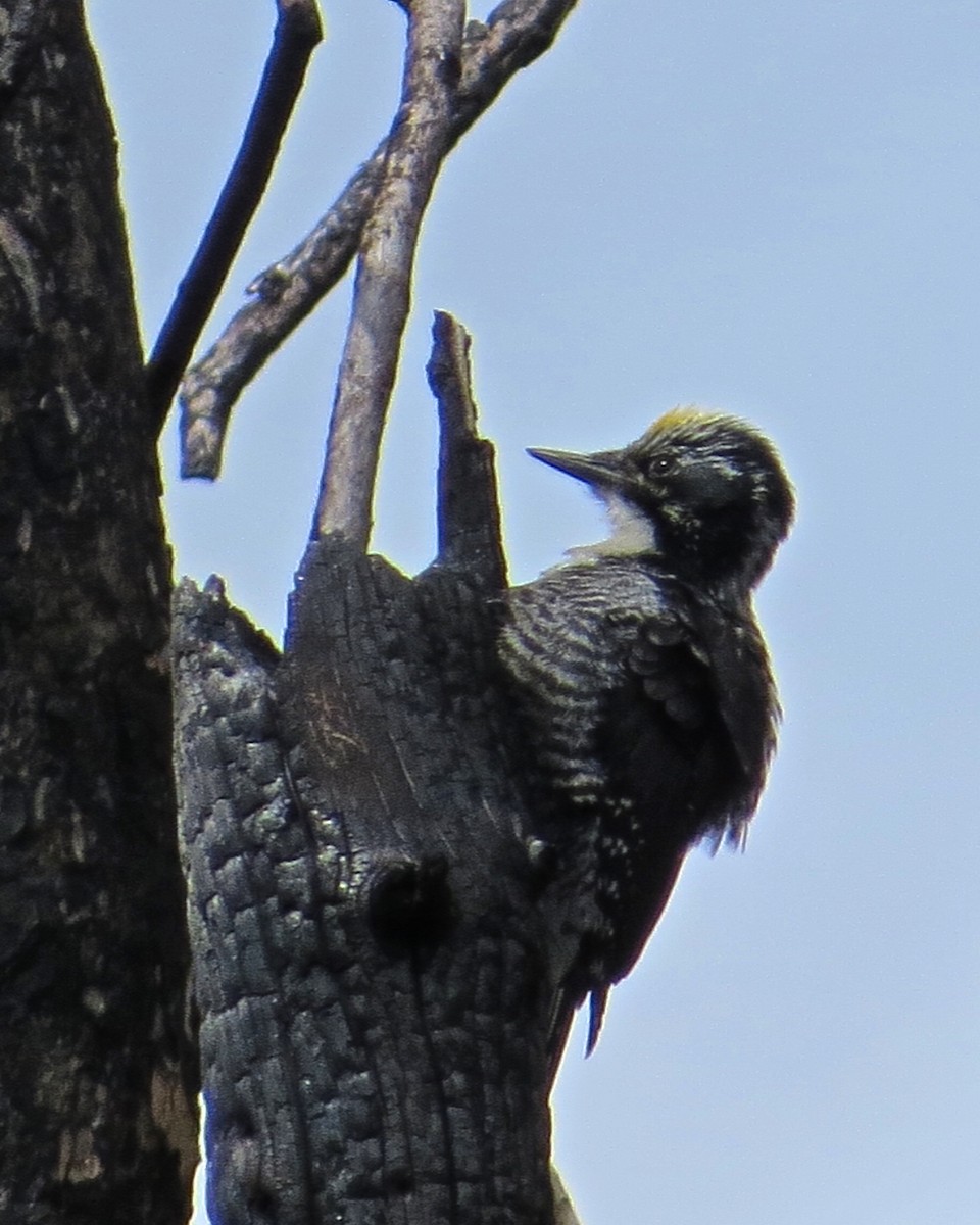 American Three-toed Woodpecker - ML644808997