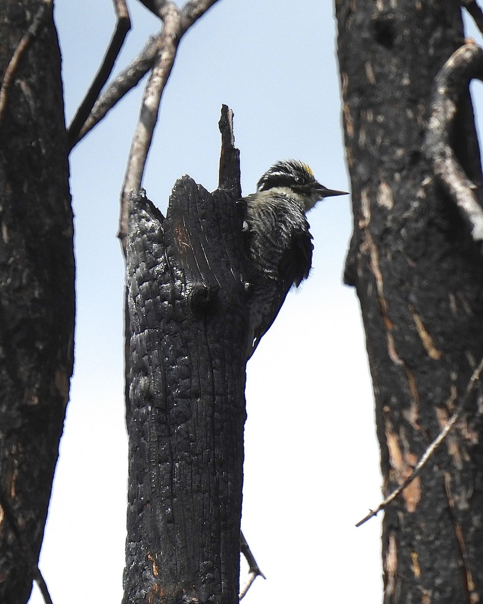 American Three-toed Woodpecker - ML644808998