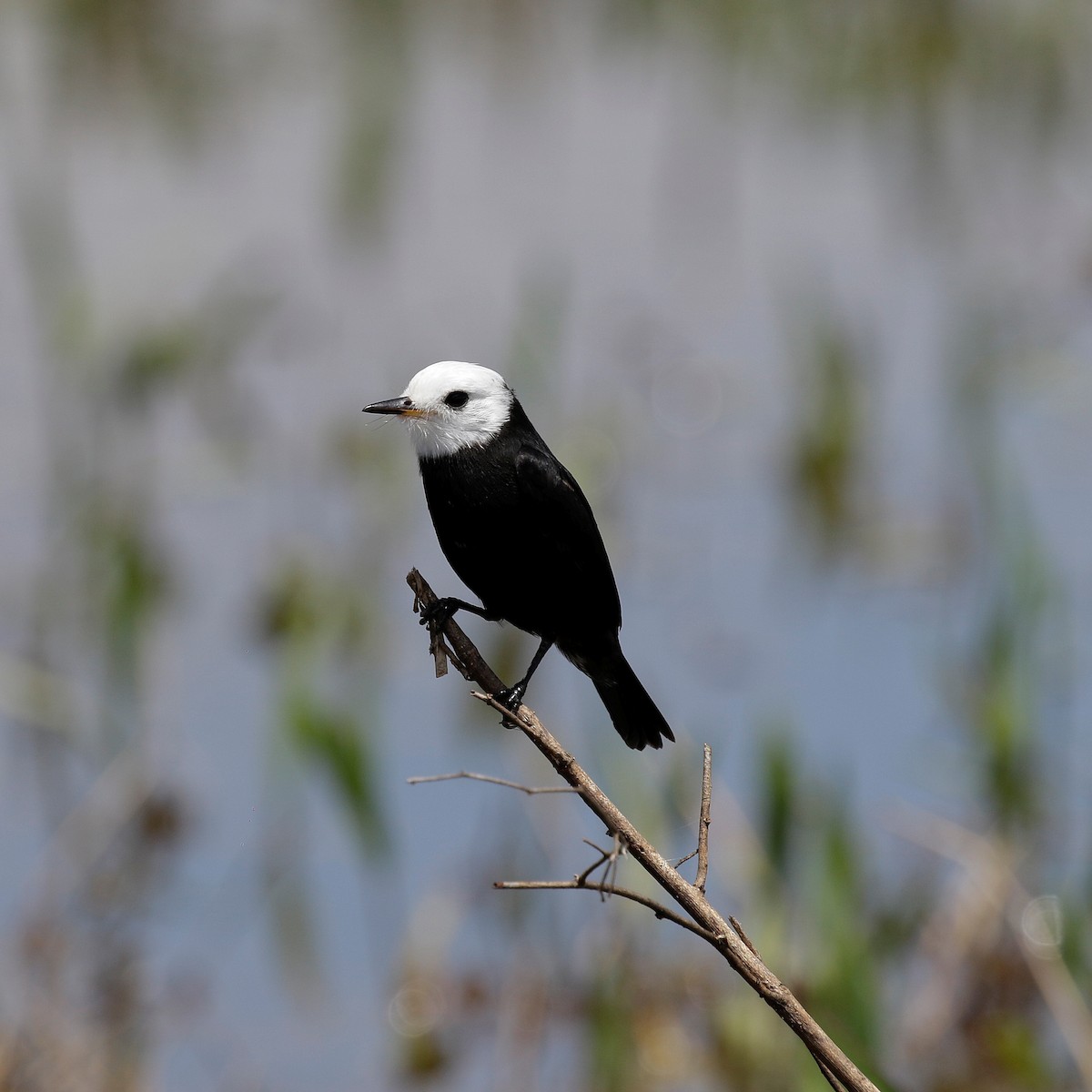 White-headed Marsh Tyrant - ML644809000