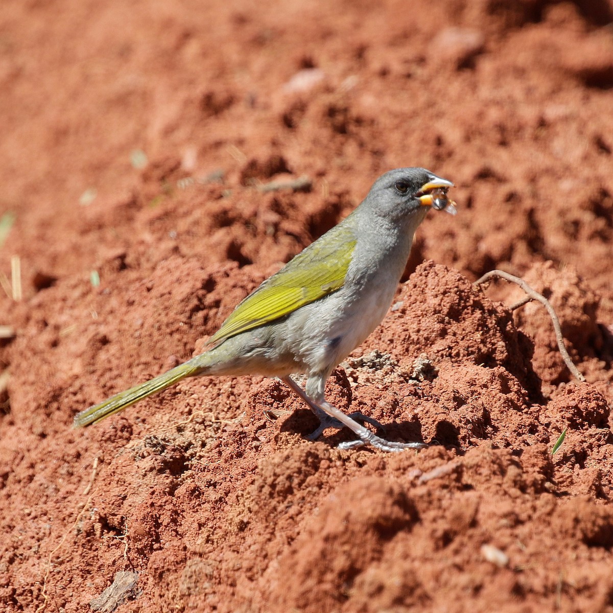 Great Pampa-Finch - ML644809015