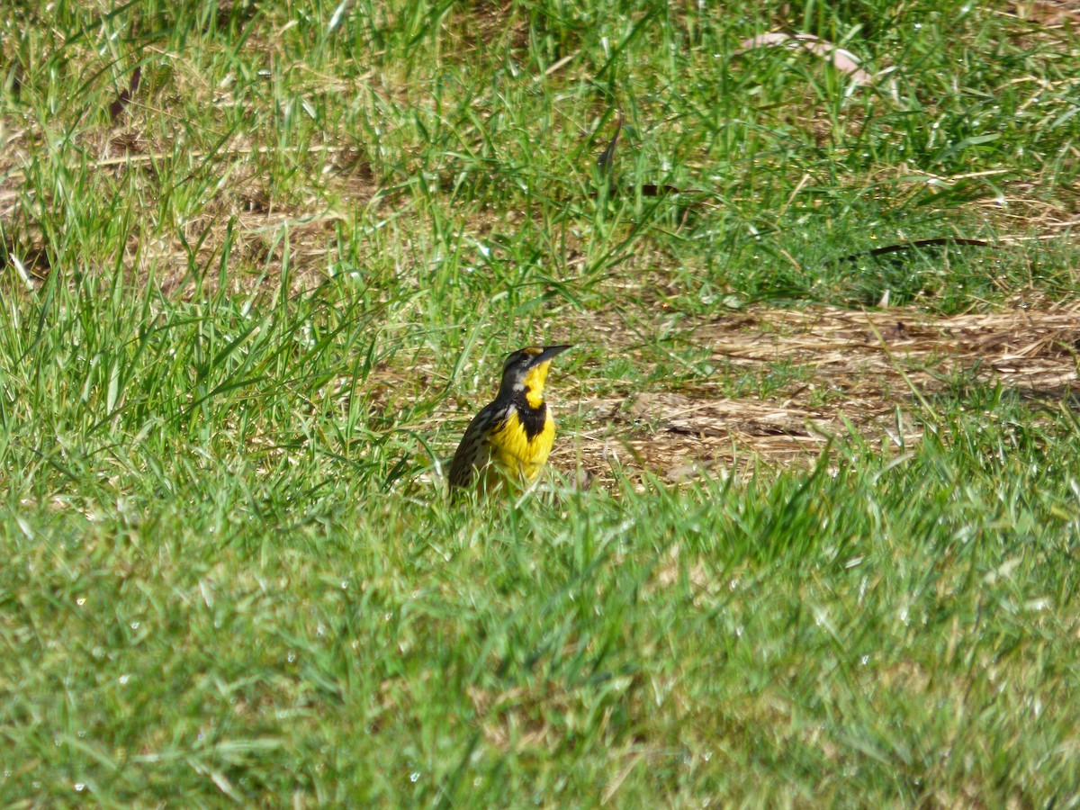 Eastern Meadowlark - ML644809033