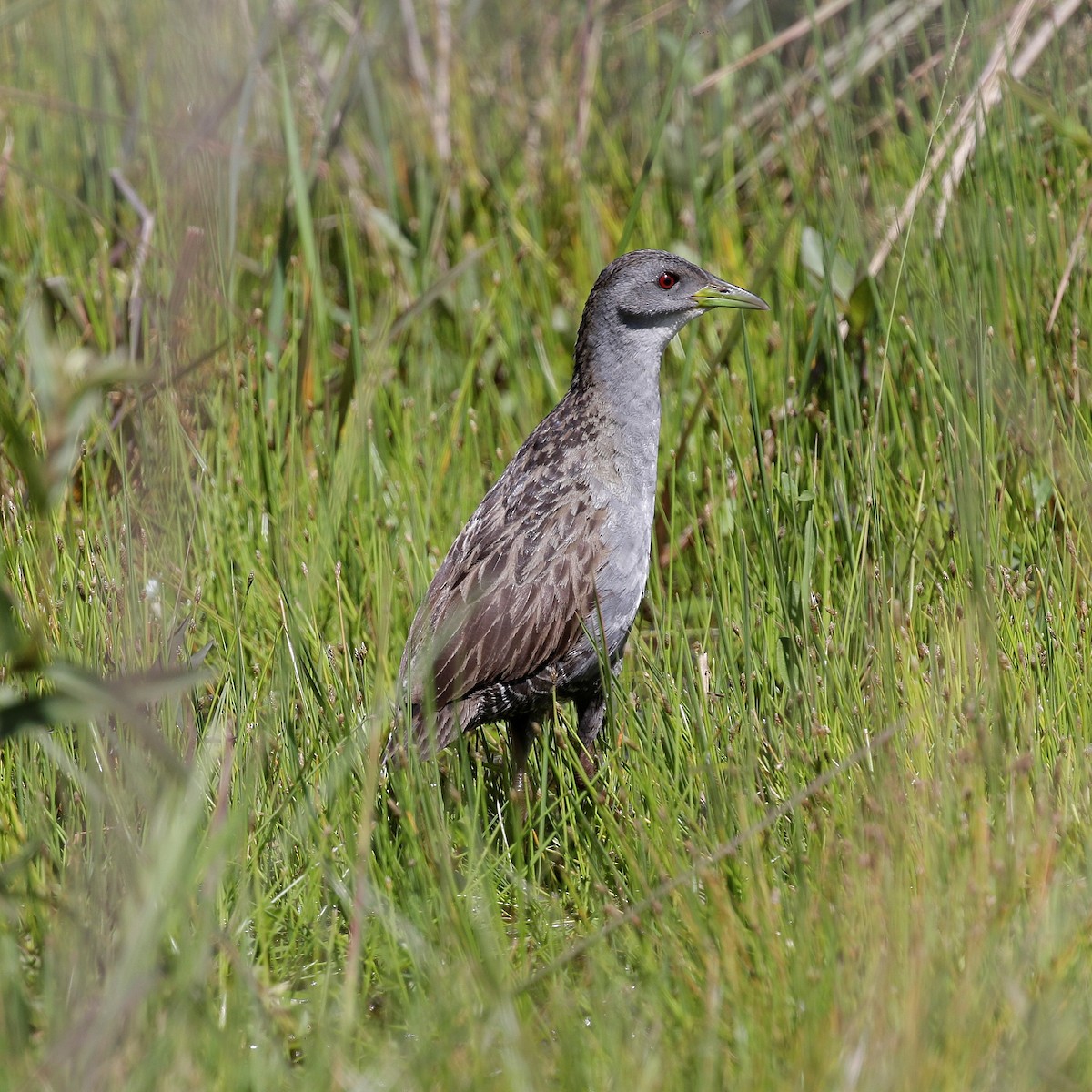 Ash-throated Crake - ML644809041