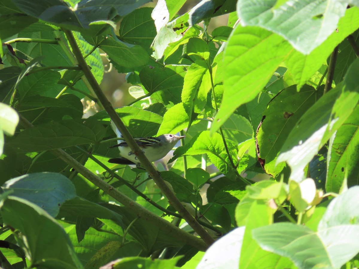 Пісняр-лісовик рудобокий - ML644809042