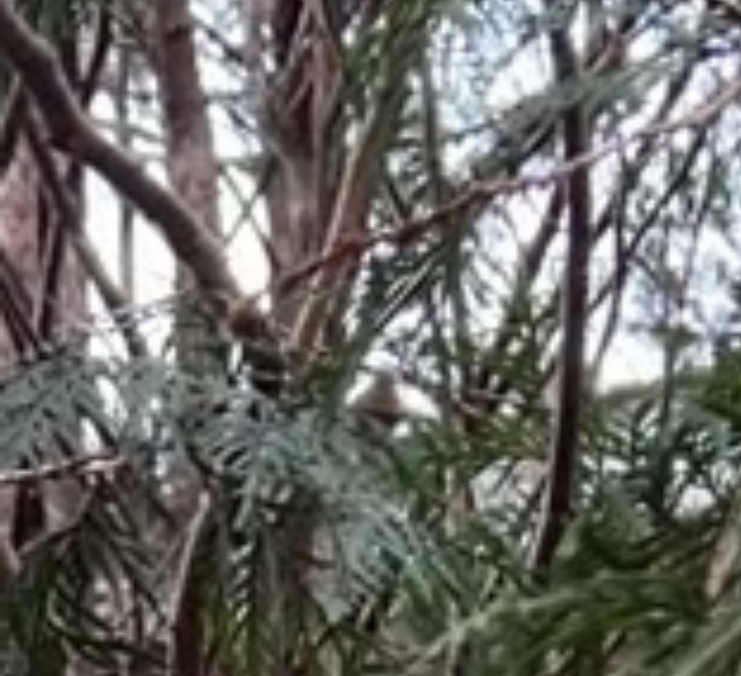 Red-breasted Nuthatch - ML644809056