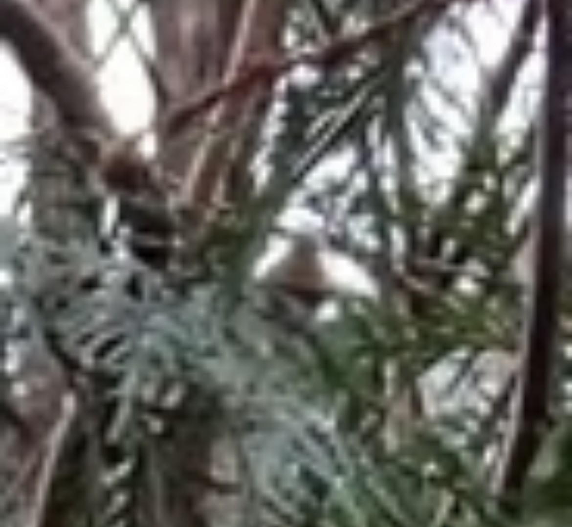 Red-breasted Nuthatch - ML644809057