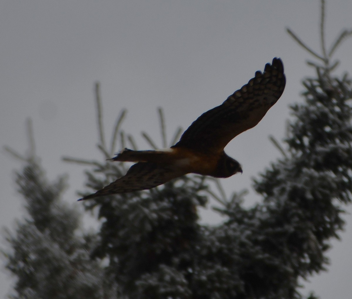 Northern Harrier - ML644809058