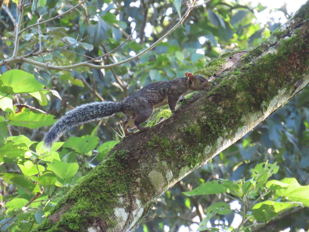 Animals - ML644809066