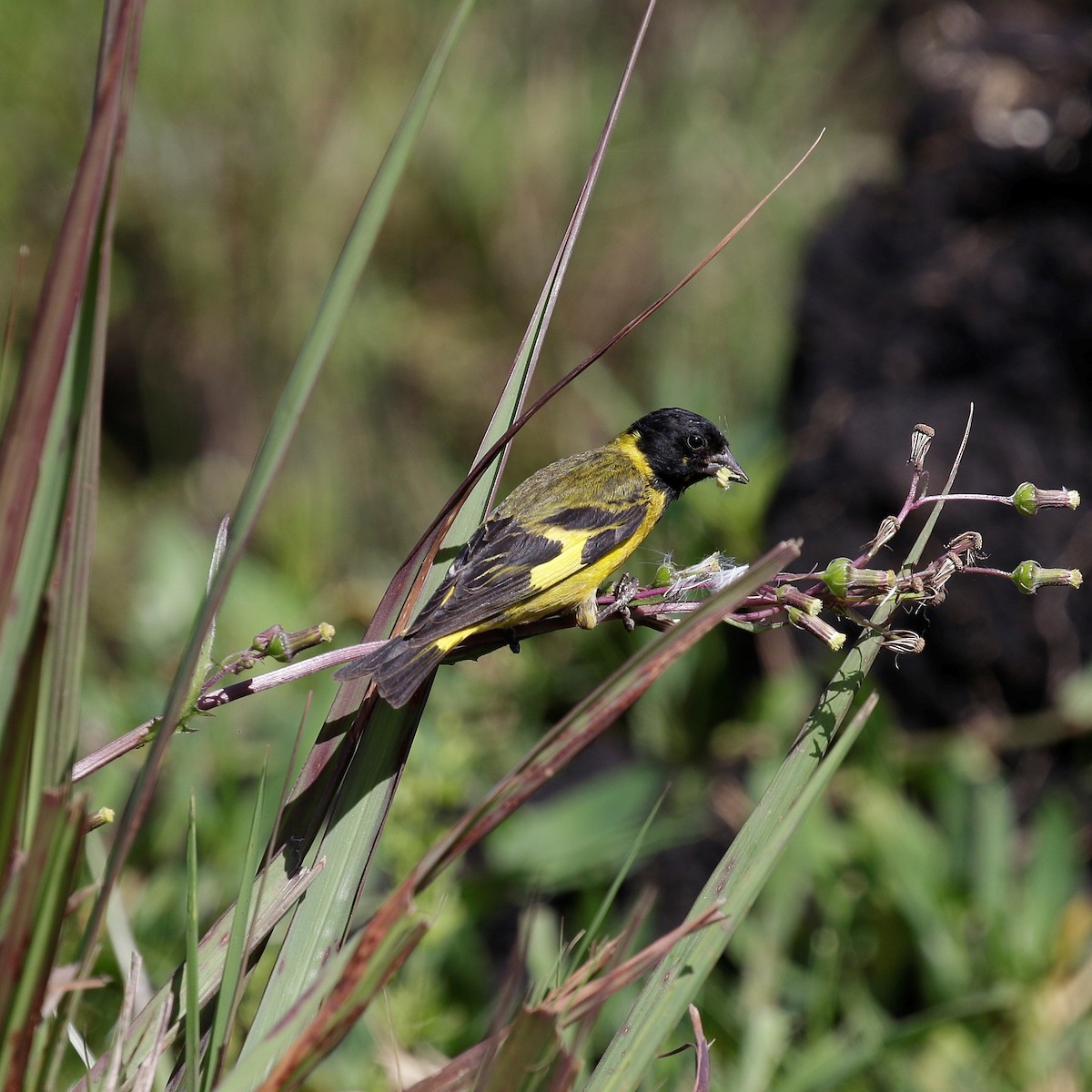 Hooded Siskin - ML644809071