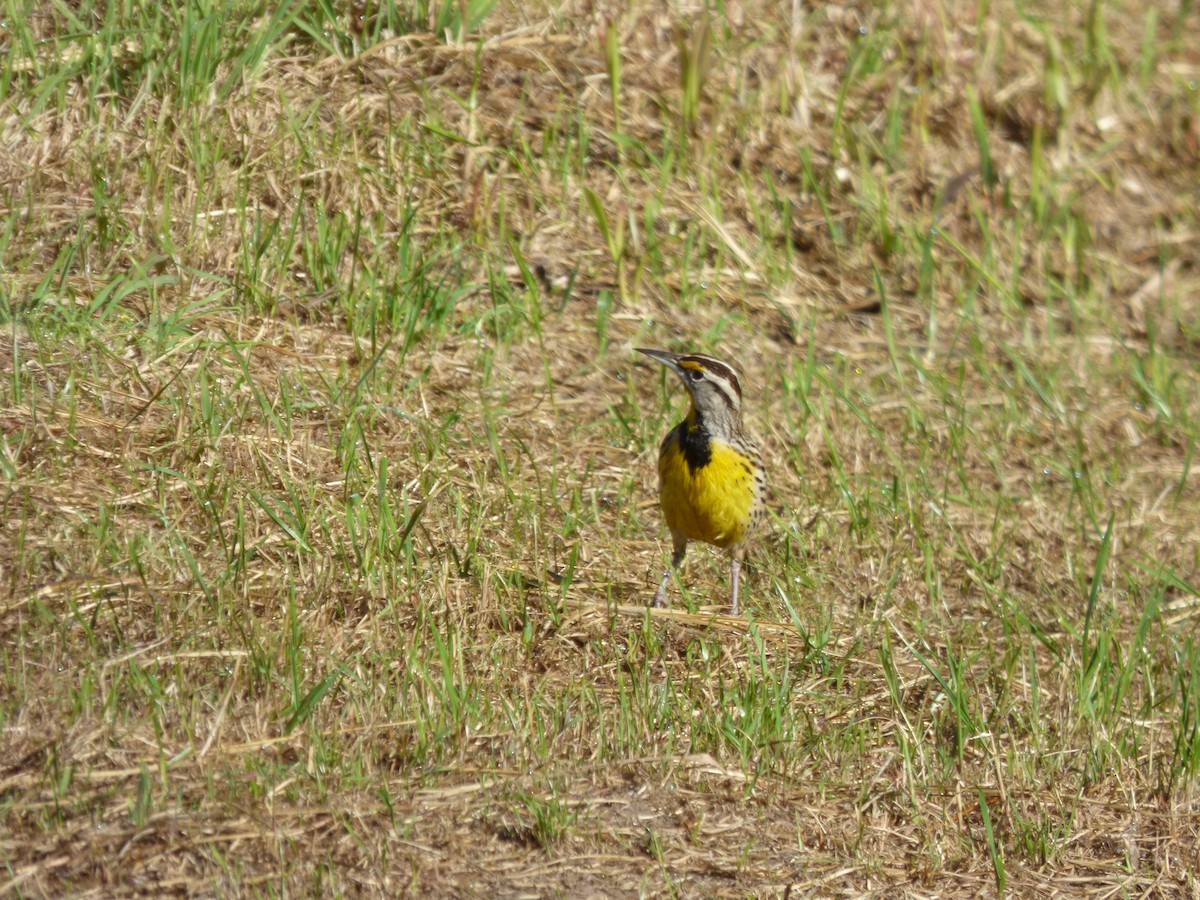 Eastern Meadowlark - ML644809074