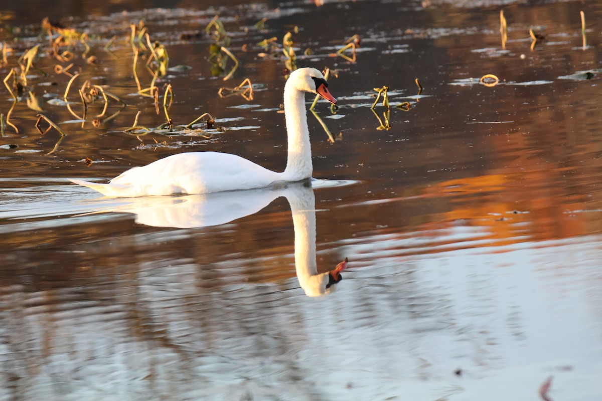 Mute Swan - ML644809078