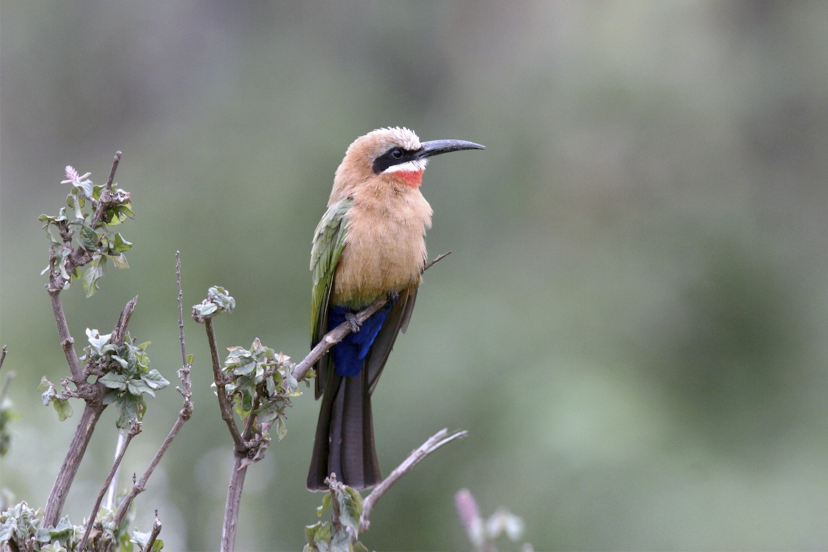 White-fronted Bee-eater - ML644809080