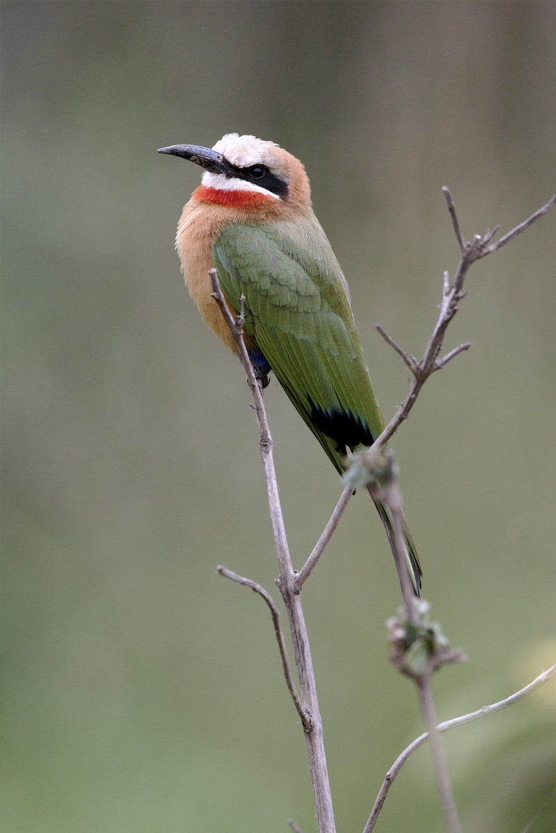 White-fronted Bee-eater - ML644809081