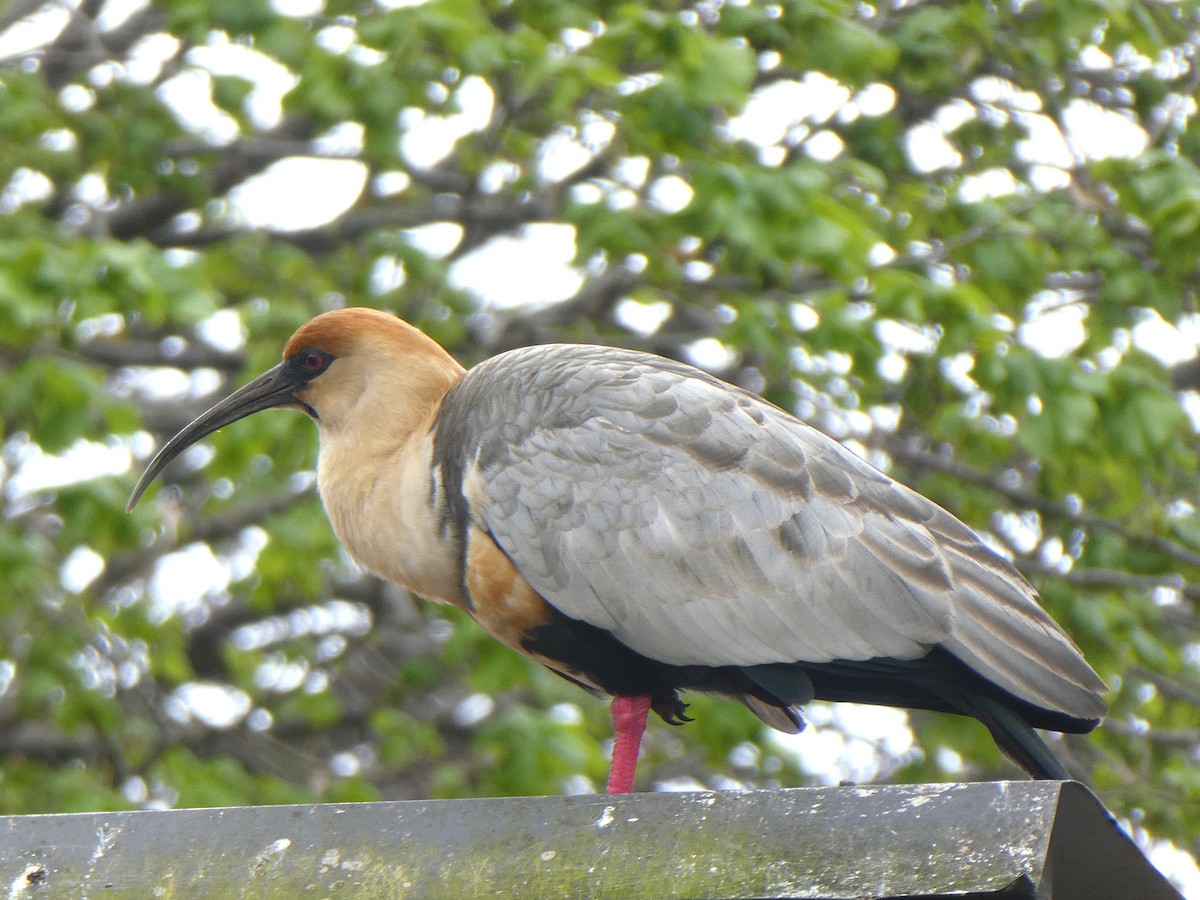 Black-faced Ibis - ML644809115