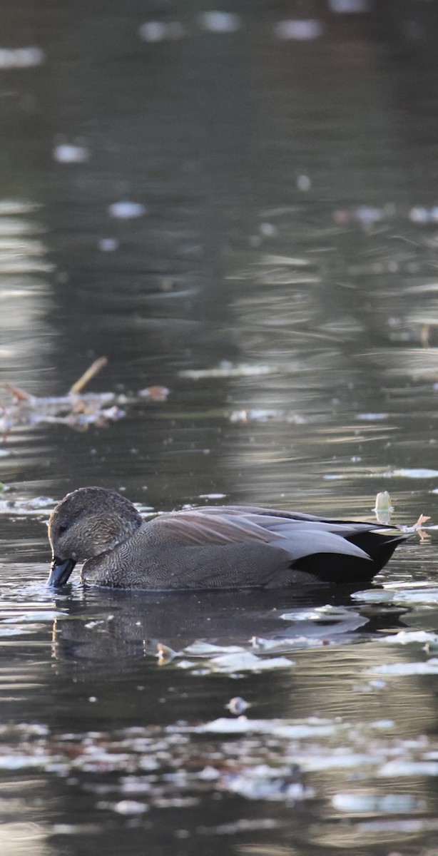 Gadwall - ML644809121