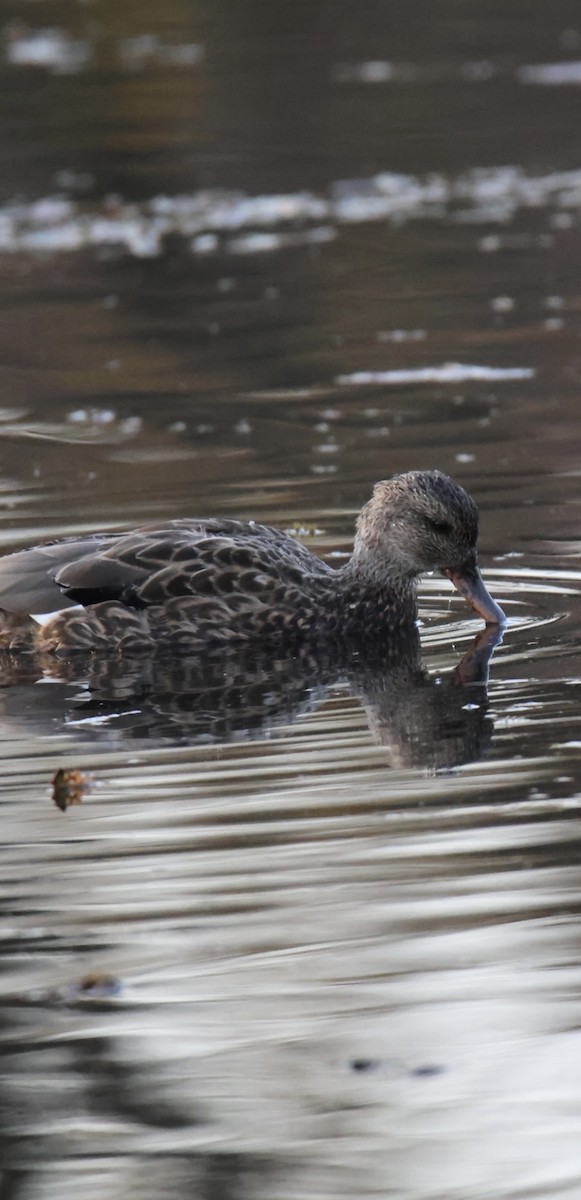 Gadwall - ML644809122