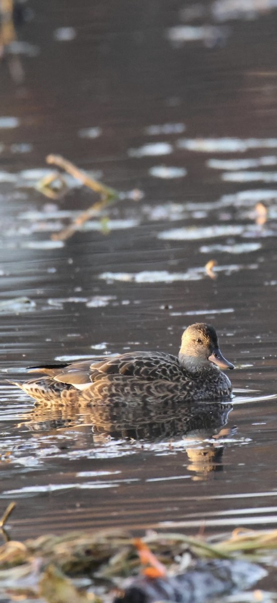 Gadwall - ML644809123