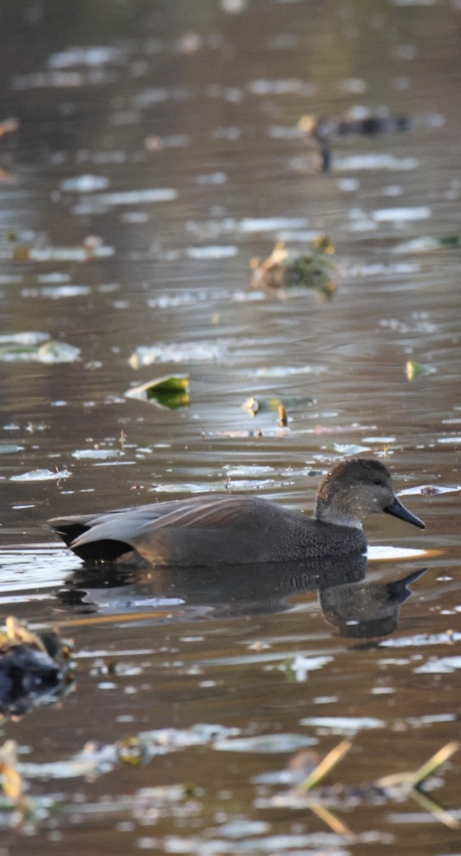 Gadwall - ML644809124